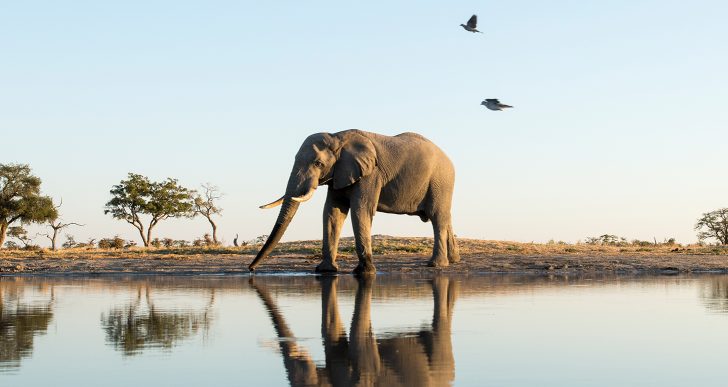 Top 5 Places to Visit in Botswana for Your Honeymoon